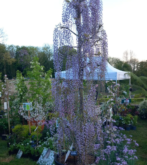 Fête des plantes à l'Absie en Deux Sèvres. Des plantes rares à découvrir
