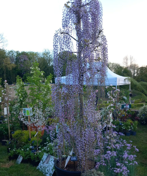Fête des plantes à l'Absie en Deux Sèvres. Des plantes rares à découvrir