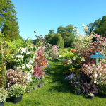 Fête des plantes à l'Absie en Deux Sèvres. Des plantes rares à découvrir