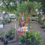 Fête des plantes à l'Absie en Deux Sèvres. Des plantes rares à découvrir