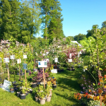 Fête des plantes à l'Absie en Deux Sèvres. Des plantes rares à découvrir