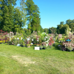 Fête des plantes à l'Absie en Deux Sèvres. Des plantes rares à découvrir