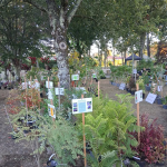 Fête des plantes à l'Absie en Deux Sèvres. Des plantes rares à découvrir