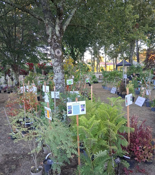 Fête des plantes à l'Absie en Deux Sèvres. Des plantes rares à découvrir