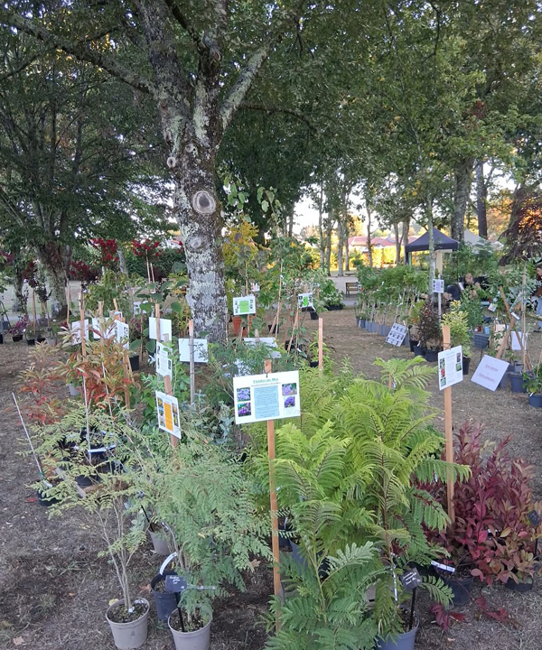 Fête des plantes à l'Absie en Deux Sèvres. Des plantes rares à découvrir