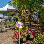 Fête des plantes à l'Absie en Deux Sèvres. Des plantes rares à découvrir