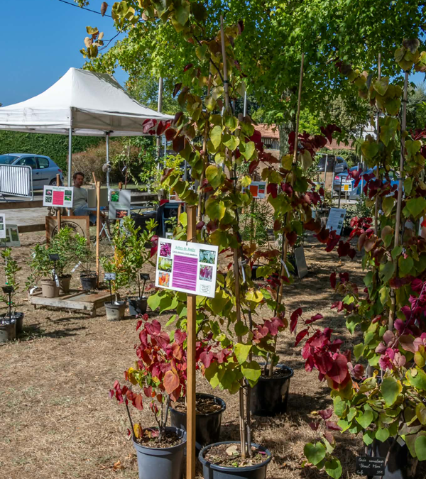 Fête des plantes à l'Absie en Deux Sèvres. Des plantes rares à découvrir