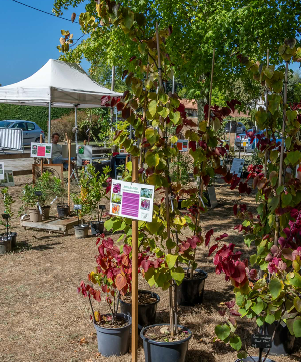Fête des plantes à l'Absie en Deux Sèvres. Des plantes rares à découvrir