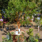 Fête des plantes à l'Absie en Deux Sèvres. Des plantes rares à découvrir