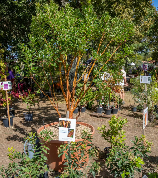 Fête des plantes à l'Absie en Deux Sèvres. Des plantes rares à découvrir