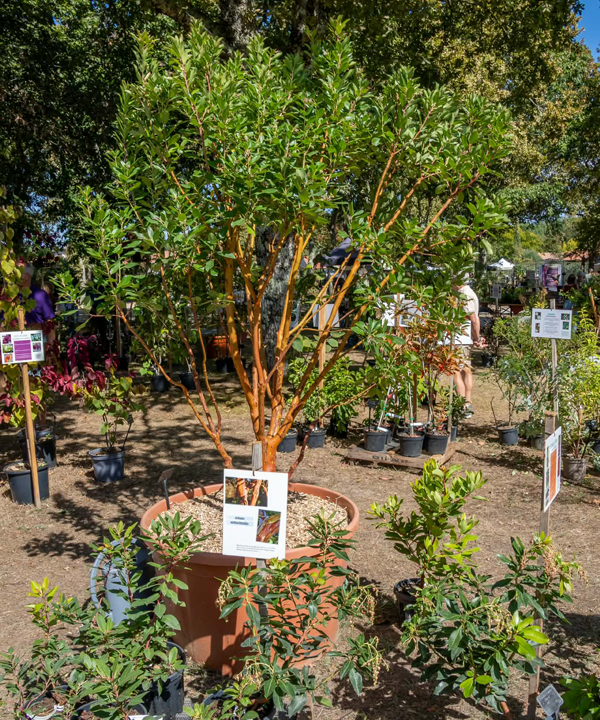 Fête des plantes à l'Absie en Deux Sèvres. Des plantes rares à découvrir
