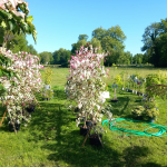 Fête des plantes à l'Absie en Deux Sèvres. Des plantes rares à découvrir