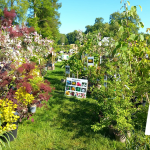 Fête des plantes à l'Absie en Deux Sèvres. Des plantes rares à découvrir