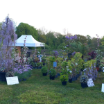 Fête des plantes à l'Absie en Deux Sèvres. Des plantes rares à découvrir